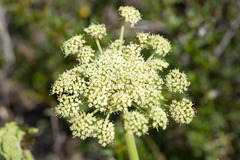 Angelica morrisonicola