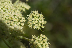 Angelica morrisonicola