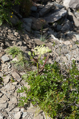Angelica morrisonicola