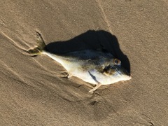 Tripodichthys angustifrons