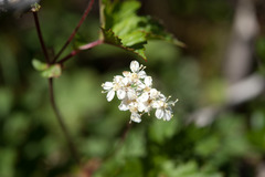 Filipendula kiraishiensis
