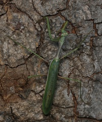 Austromantis albomarginata