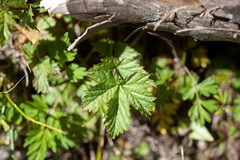 Filipendula kiraishiensis