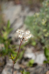 Filipendula kiraishiensis