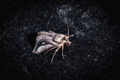 Schistorhynx argentistriga