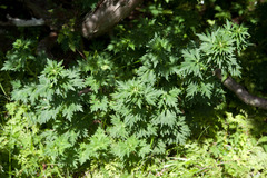 Aconitum fukutomei