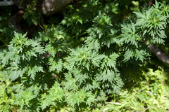 Aconitum fukutomei