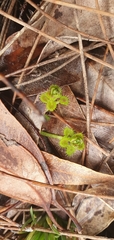 Drosera stolonifera