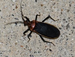 Rhiginia cinctiventris