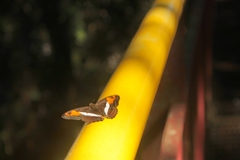 Adelpha malea