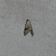 Abablemma duomaculata