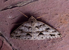 Psyra angulifera