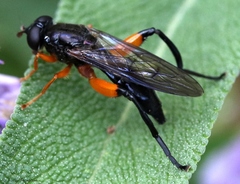 Chalcosyrphus vecors