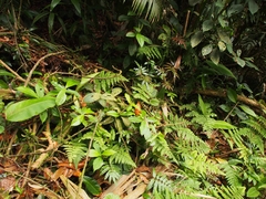 Salpichlaena volubilis