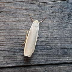 Eilema lurideola