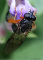 Chalcosyrphus vecors