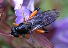 Chalcosyrphus vecors