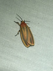 Hypoprepia fucosa