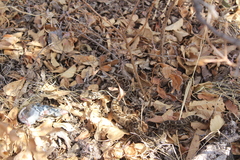 Crotalus ravus brunneus