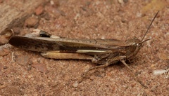 Aiolopus thalassinus dubius