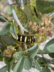 Neoclytus magnus