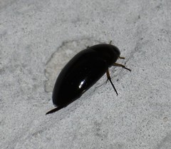 Tropisternus quadristriatus