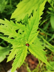 Chrysolina polita
