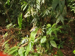 Salpichlaena volubilis