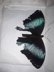 Morpho achilles