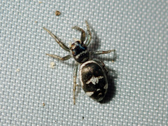 Cosmophasis baehrae