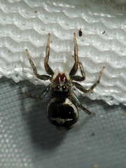Cosmophasis baehrae