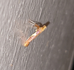 Caloptilia packardella