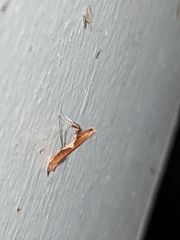 Caloptilia packardella