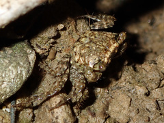 Parasesarma plicatum