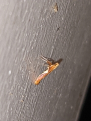 Caloptilia packardella