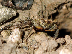 Parasesarma plicatum