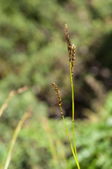 Carex fulvorubescens