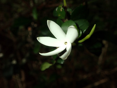 Gardenieae