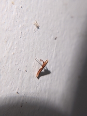 Caloptilia packardella