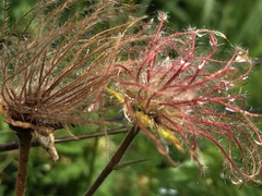 Geum montanum