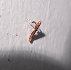 Caloptilia packardella