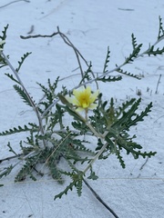 Mentzelia procera