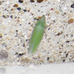 Draeculacephala floridana