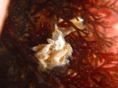 Trinchesia albocrusta