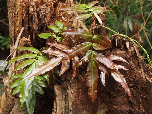 Salpichlaena volubilis image