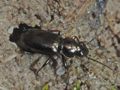 Bembidion pygmaeum
