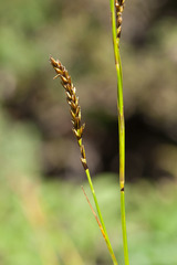 Carex fulvorubescens