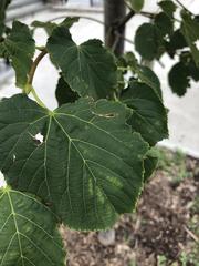 Tilia americana
