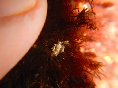 Trinchesia albocrusta