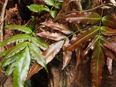 Salpichlaena volubilis